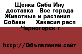 Щенки Сиба Ину доставка - Все города Животные и растения » Собаки   . Хакасия респ.,Черногорск г.